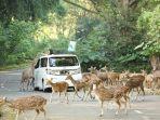 area-taman-safari-bogor.jpg