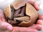 armadillo_20170303_230414.jpg