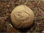 armadillo_20170609_091202.jpg