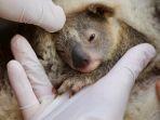 ash-bayi-koala-ks.jpg