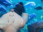 atraksi-memberi-ikan-di-sea-world-ancol.jpg