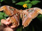 attacus-atlas-kupu-kupu-terbesar-di-dunia-yang-tidak-punya-mulut-dan-tak-bisa-makan.jpg