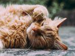australia-menerapkan-aturan-ketat-terhadap-kucing.jpg