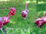 Unik Bin Ajaib! Ilmuan Ini Kembangkan Ayam 'Telanjang' Pertama di Dunia, Gemas atau Geli?
