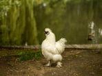 ayam-sutera.jpg