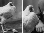 Aneh bin Ajaib! Ayam Tanpa Kepala Ini Tetap Hidup Selama 18 Bulan, Inilah yang Buat Dia Bertahan