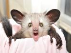 aye-aye_20161019_150055.jpg