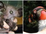 aye-aye_20180330_121416.jpg