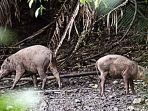 babi-rusa_20170913_164954.jpg