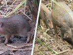 babi-terkecil-di-dunia-yang-dinyatakan-punah-kembali-ditemukan-di-alam-liar.jpg