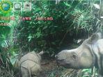 Sepasang Anak Badak Jawa Baru Lahir di Taman Nasional Ujung Kulon, Dinamai Luther dan Helen