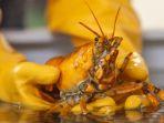 Nelayan Tangkap Lobster Langka Berwarna Kuning, Hanya Ada 1 di Antara 30 Juta Lobster, Seperti Apa?