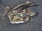 bangkai-burung-yang-telah-memakan-plastik-dan-sampah_20170506_153729.jpg