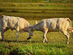 banteng-yang-berkelahi.jpg