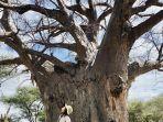 baobab-raksasa-dari-afrika.jpg