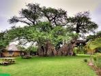 baobab-tree-bar_20161119_172615.jpg