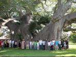 baobab_20160918_235334.jpg