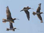 bar-tailed-godwit-bird.jpg