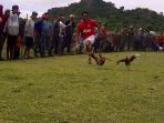 barapan-ayam_20170406_121955.jpg