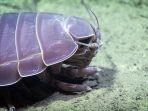 bathynomus.jpg