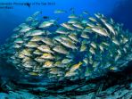 bawah-laut_20170506_163723.jpg