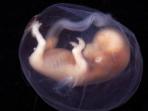 bayi-fosil_20161027_122551.jpg