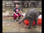 bayi-gajah_20170204_231849.jpg