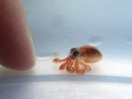 bayi-gurita-octopus-cyanea-yang-berhasil-diselamatkan-dari-kepungan-sampah-plastik_20181030_151259.jpg