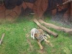 bayi-harimau-putih_20170316_211100.jpg