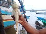 bayi-ikan-hiu-yang-disebut-mirip-wajah-manusia.jpg