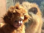 Viral! Bayi Ini Didandani Mirip Anak Singa, Lihat Reaksi Raja Hutan Ketika Melihatnya, Bikin Takjub