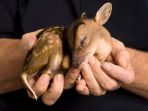 bayi-rusa_20180125_101611.jpg
