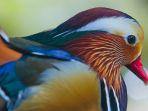 bebek-mandarin-di-bali-zoo.jpg