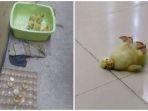 bebek.jpg