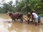 belajar-membajak-sawah-di-desa-wisata-nglanggeran.jpg