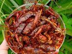belalang-goreng-img.jpg