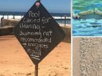 Niat Bersantai, Pengunjung Pantai di Sydney Ini Dibuat Kaget Lihat Jutaan Belatung 'Menyerang'