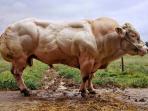 belgian-blue_20160911_153737.jpg
