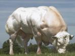 belgian-blue_20160912_142215.jpg