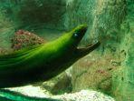 belut-moray.jpg