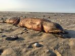 belut-tusky_20170914_135247.jpg