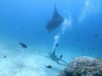 berenang-bersama-ikan-pari_20170316_182413.jpg