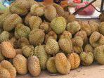 berikut-ini-cara-memilih-durian-segar-di-thailand.jpg