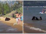 beruang-berenang-di-pantai-bersama-wisatawan.jpg