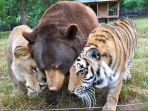 beruang-singa-dan-harimau-yang-bersahabat_20170409_195523.jpg