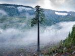 big-lonely-doug-pohon-fir-douglas-raksasa-yang-kesepian-di-british-columbia-kanada.jpg