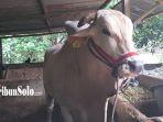 bima-sapi-jenis-po-milik-sukasno-warga-desa-doplang-kecamatan-karangpandan-kabupaten-karanganyar.jpg