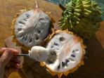 biriba-buah-dengan-nama-unik_20180925_221817.jpg