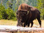 bison-at-yellowstone-national-park.jpg