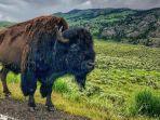 bison-di-taman-nasional-yellowstone.jpg